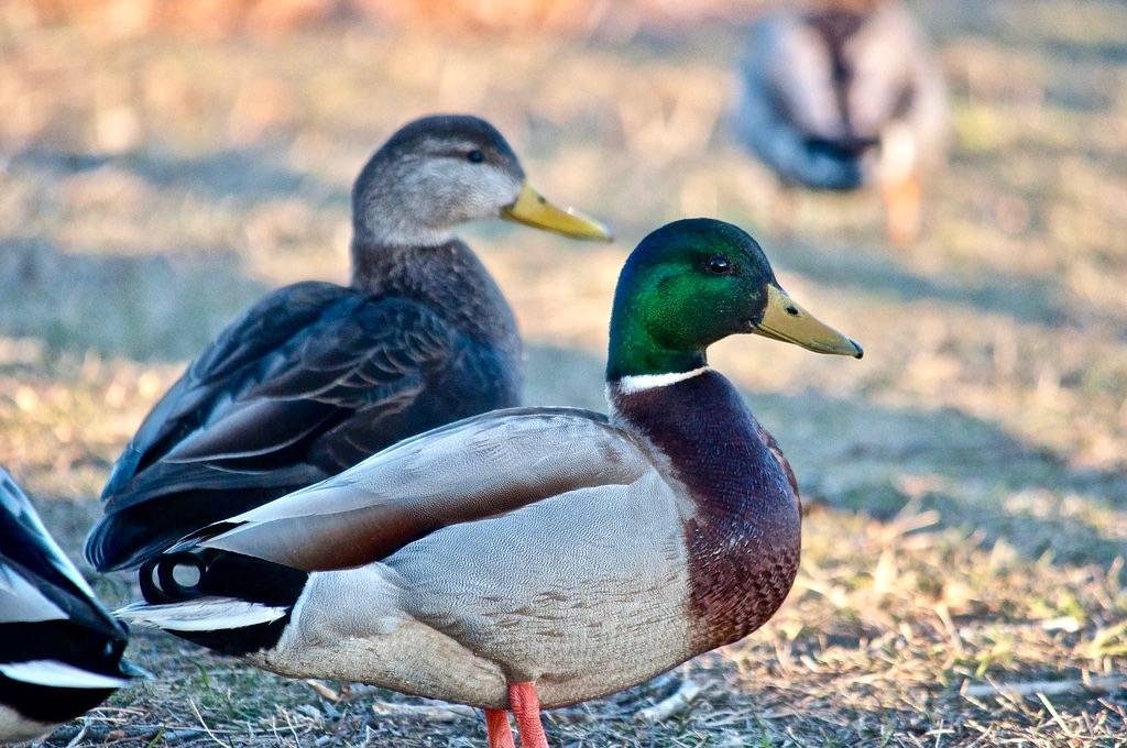 Mallard and American Black Duck by jude is licensed under CC BY-NC-SA 2.0